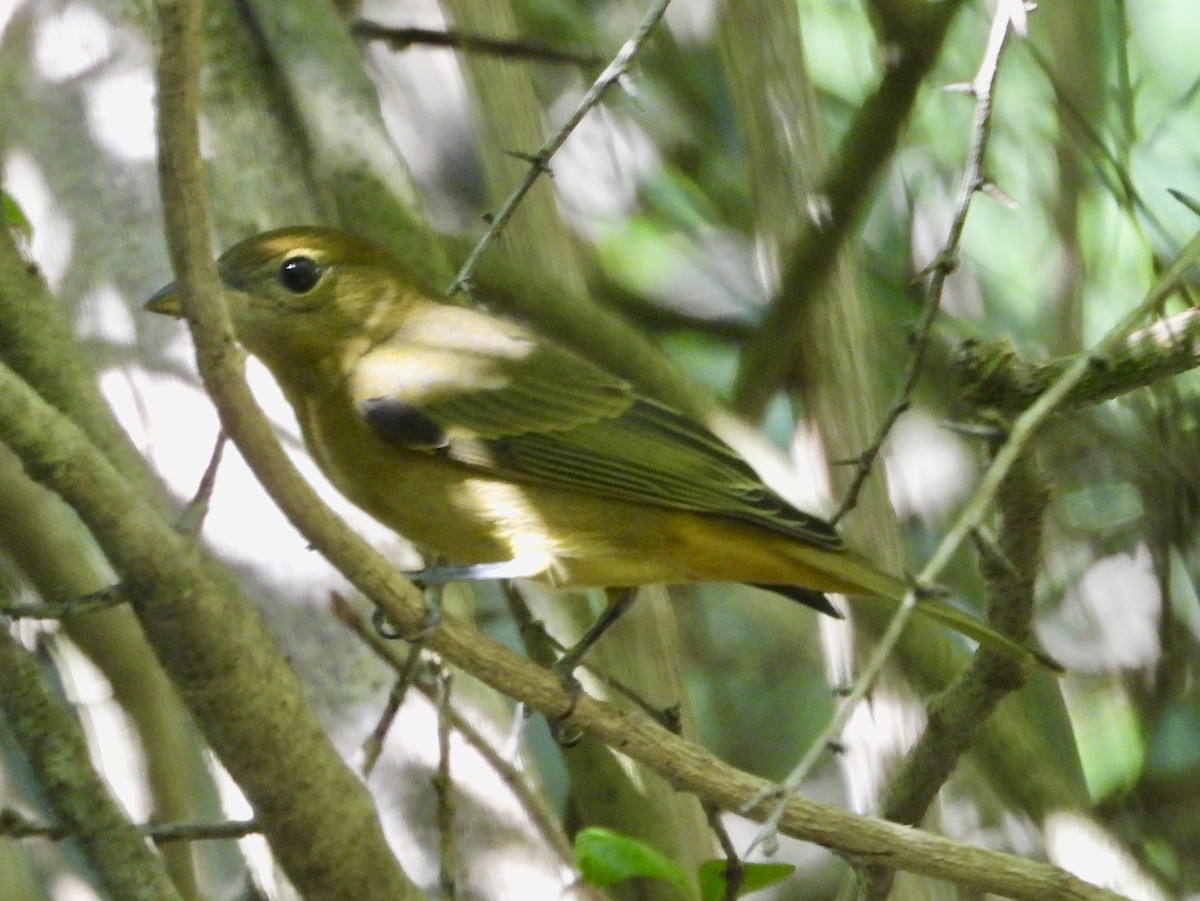 Piranga écarlate - ML625485799