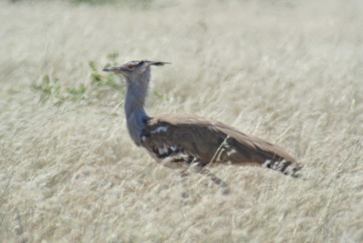 Kori Bustard - Neil Osborne