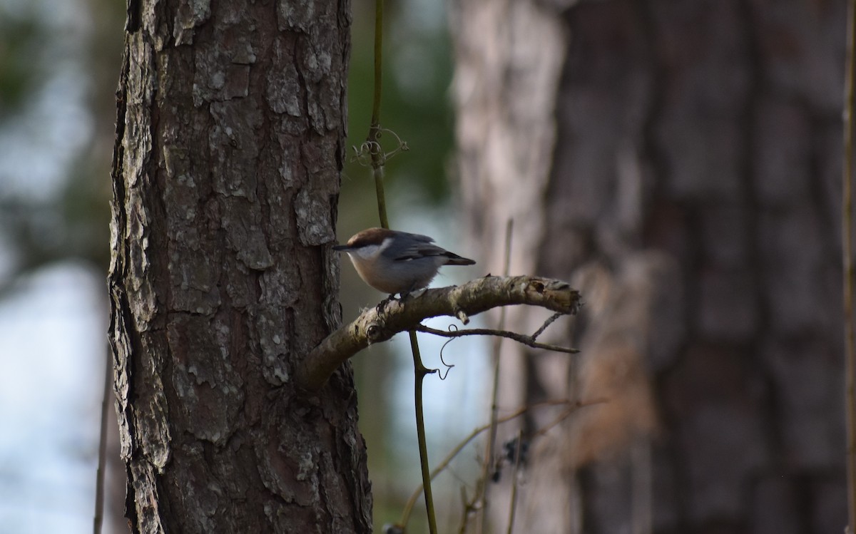 Brown-headed Nuthatch - ML625485848