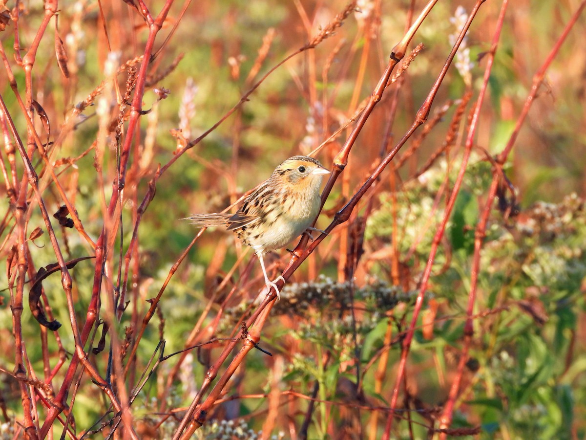 LeConte's Sparrow - ML625485862