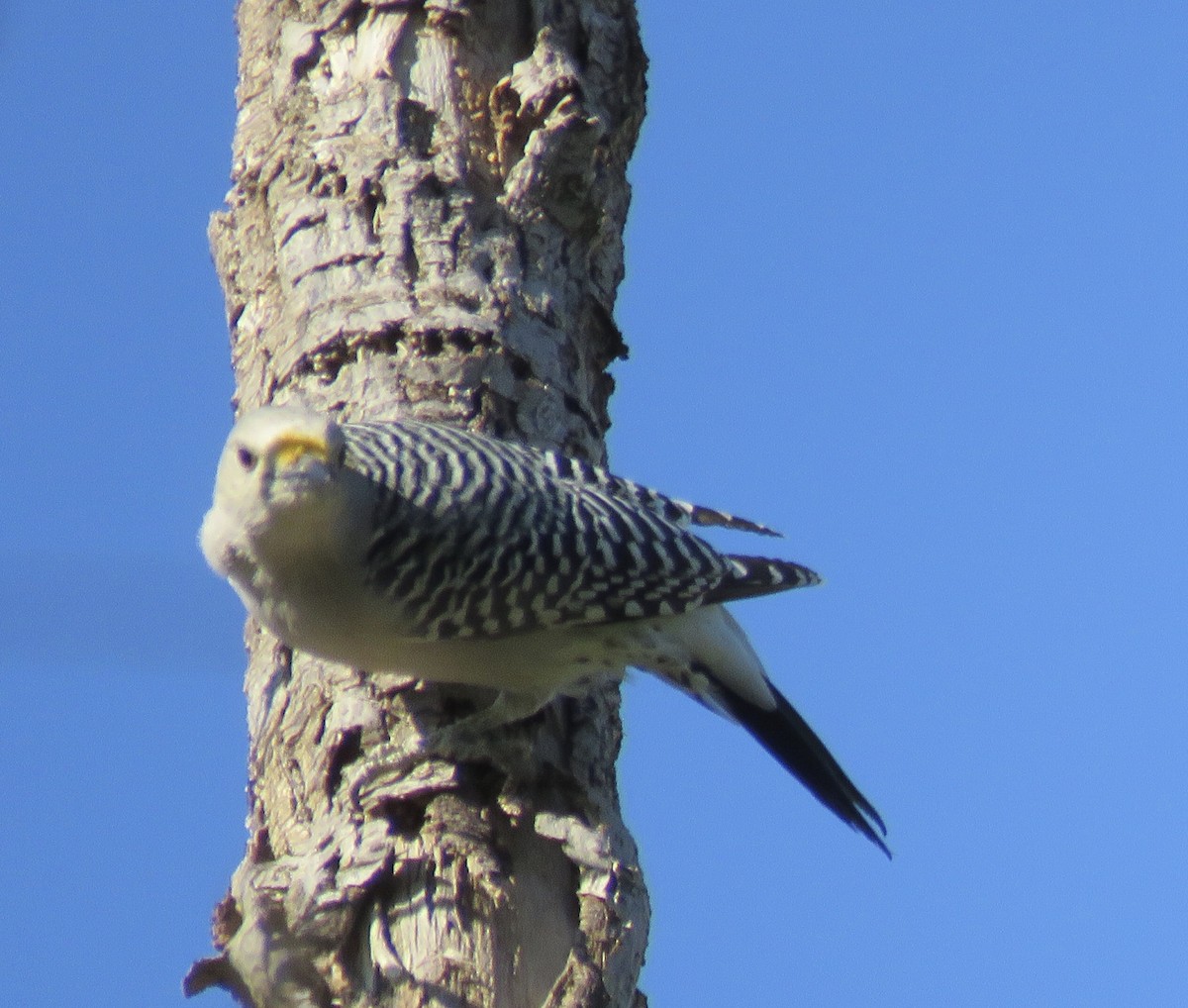 Golden-fronted Woodpecker - ML625485969