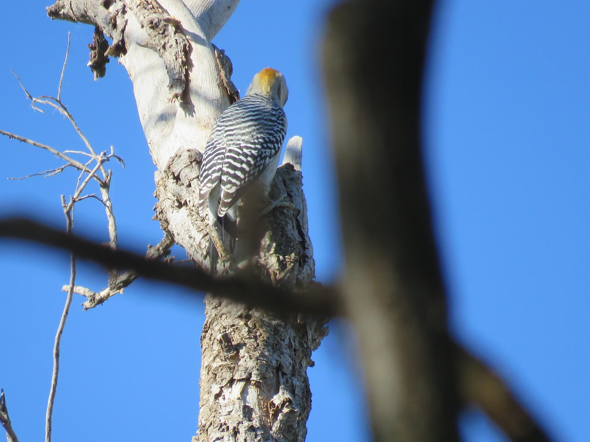 Golden-fronted Woodpecker - ML625485970