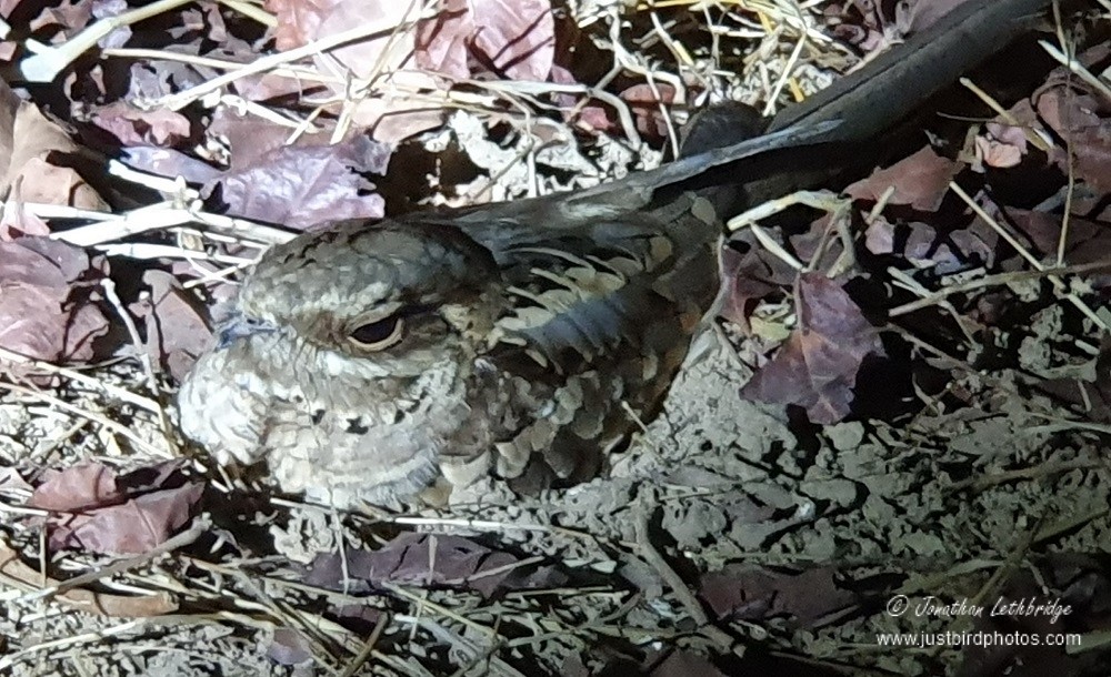 Long-tailed Nightjar - ML625486006