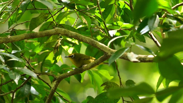 kappbrillefugl (virens) - ML625486011