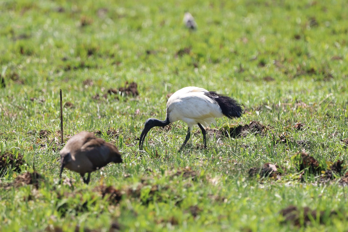 African Sacred Ibis - ML625486065