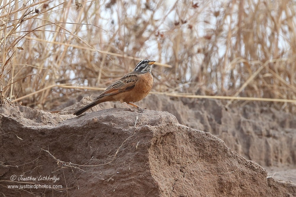 Gosling's Bunting - ML625486078