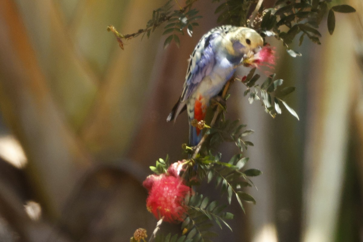 Pale-headed Rosella - ML625486127