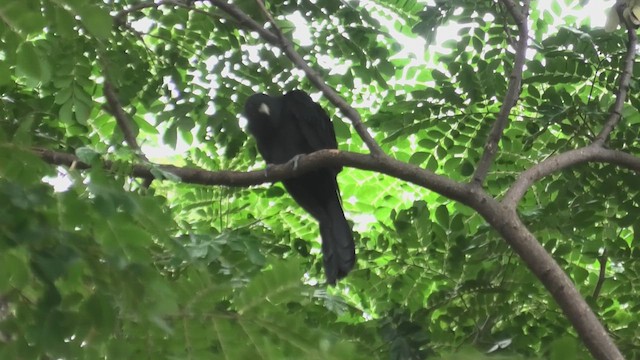 Asian Koel - ML625486218
