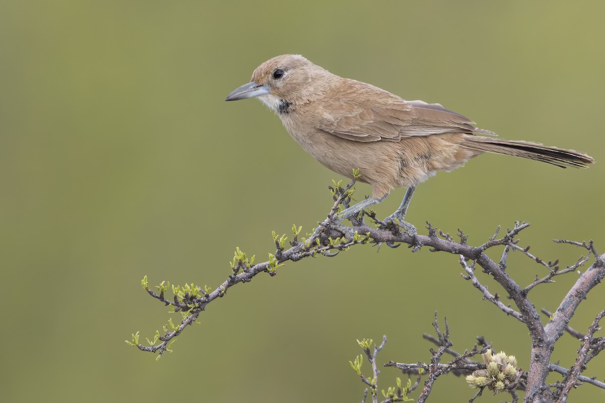 White-throated Cacholote - ML625486242
