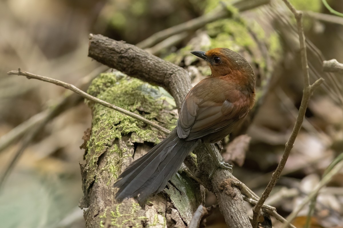 Ruddy Spinetail - ML625486250