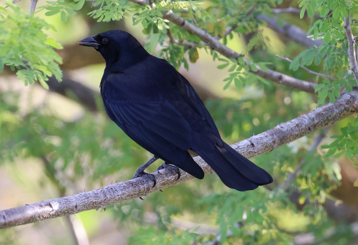 Cuban Blackbird - ML625486268