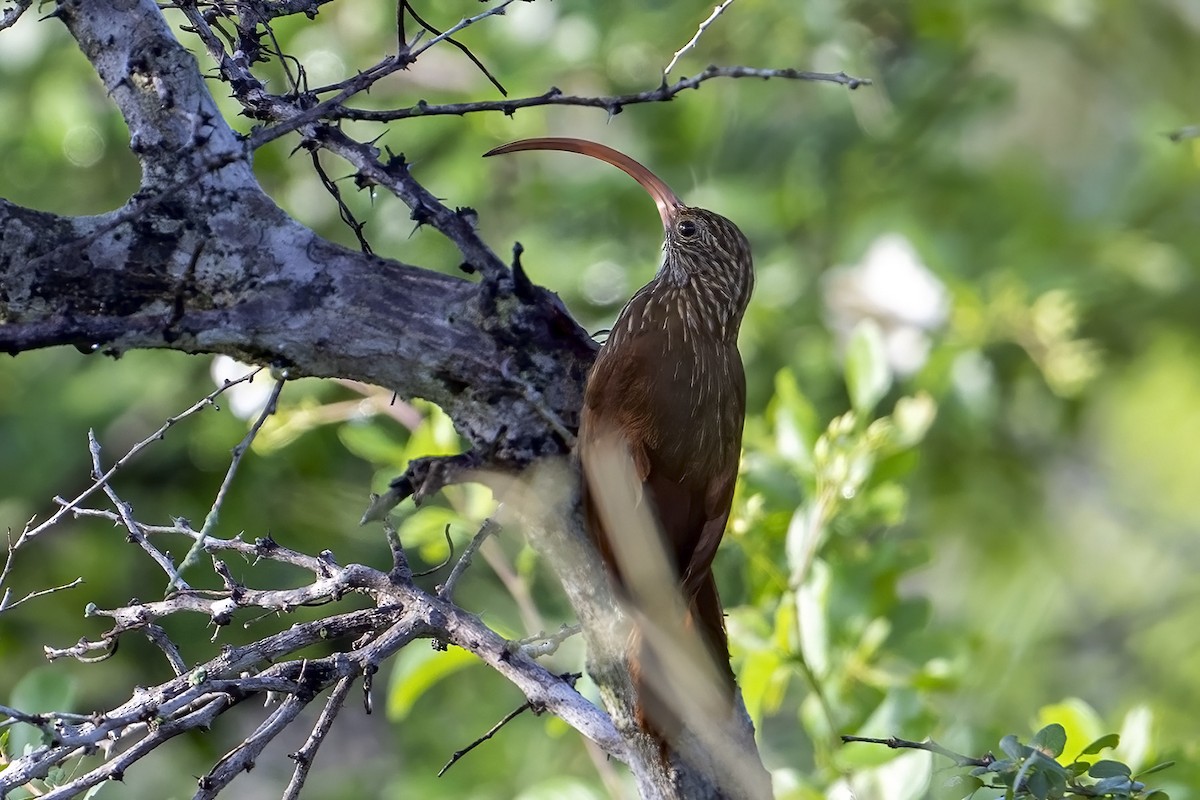 Red-billed Scythebill - Su Li