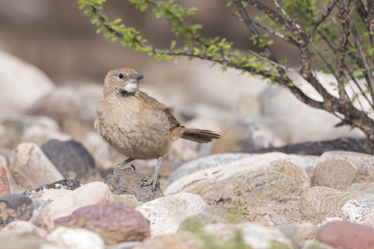 White-throated Cacholote - ML625486270