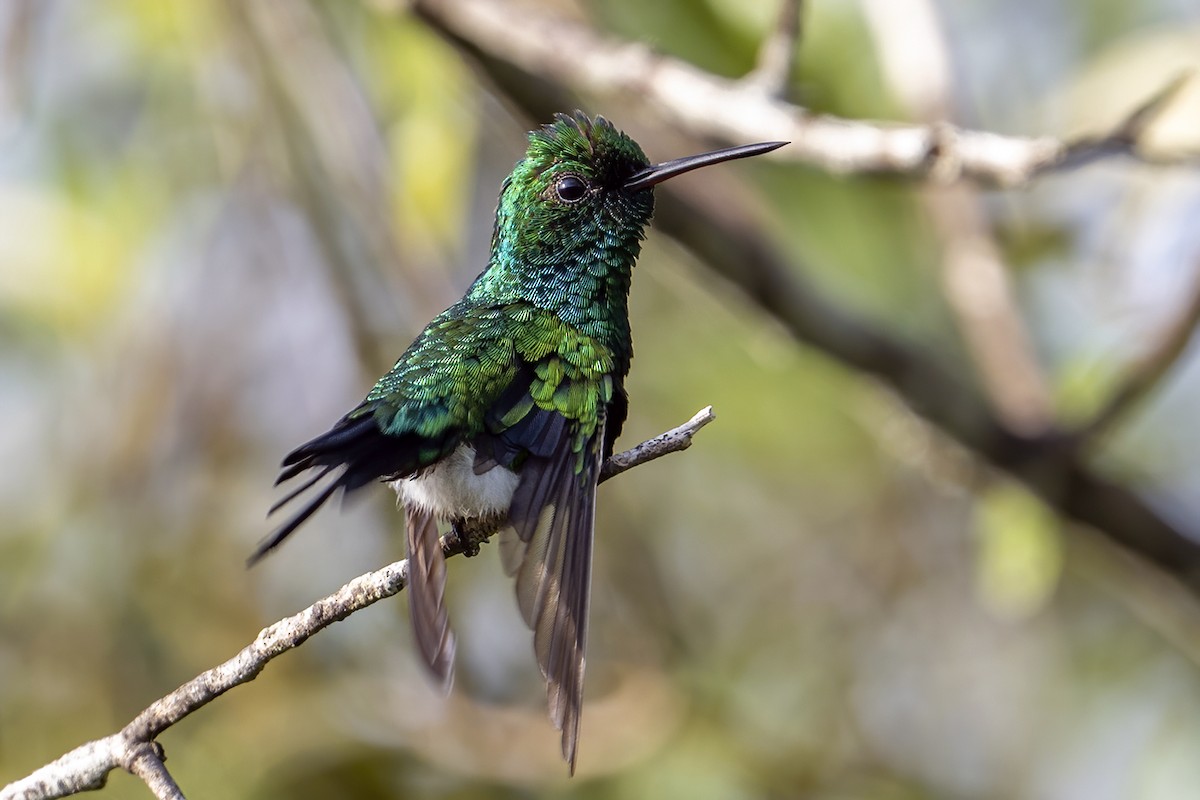 Red-billed Emerald - ML625486333