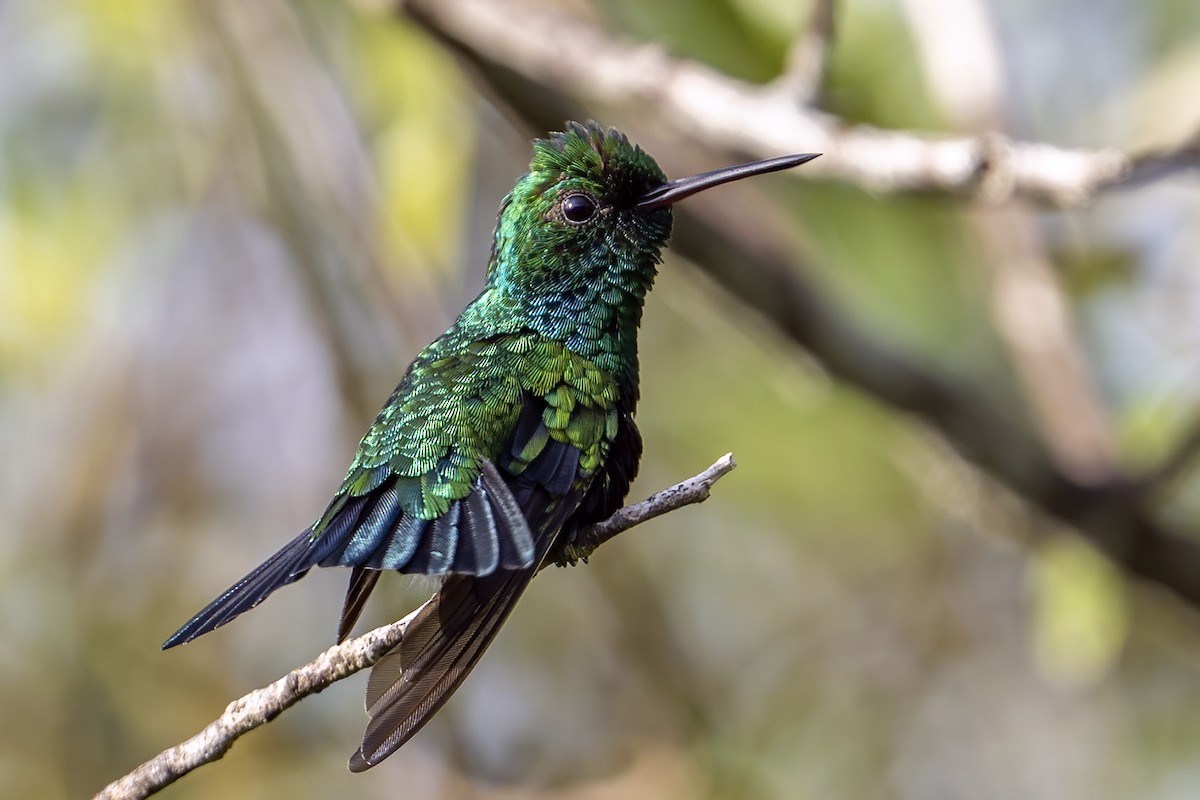 Red-billed Emerald - ML625486334