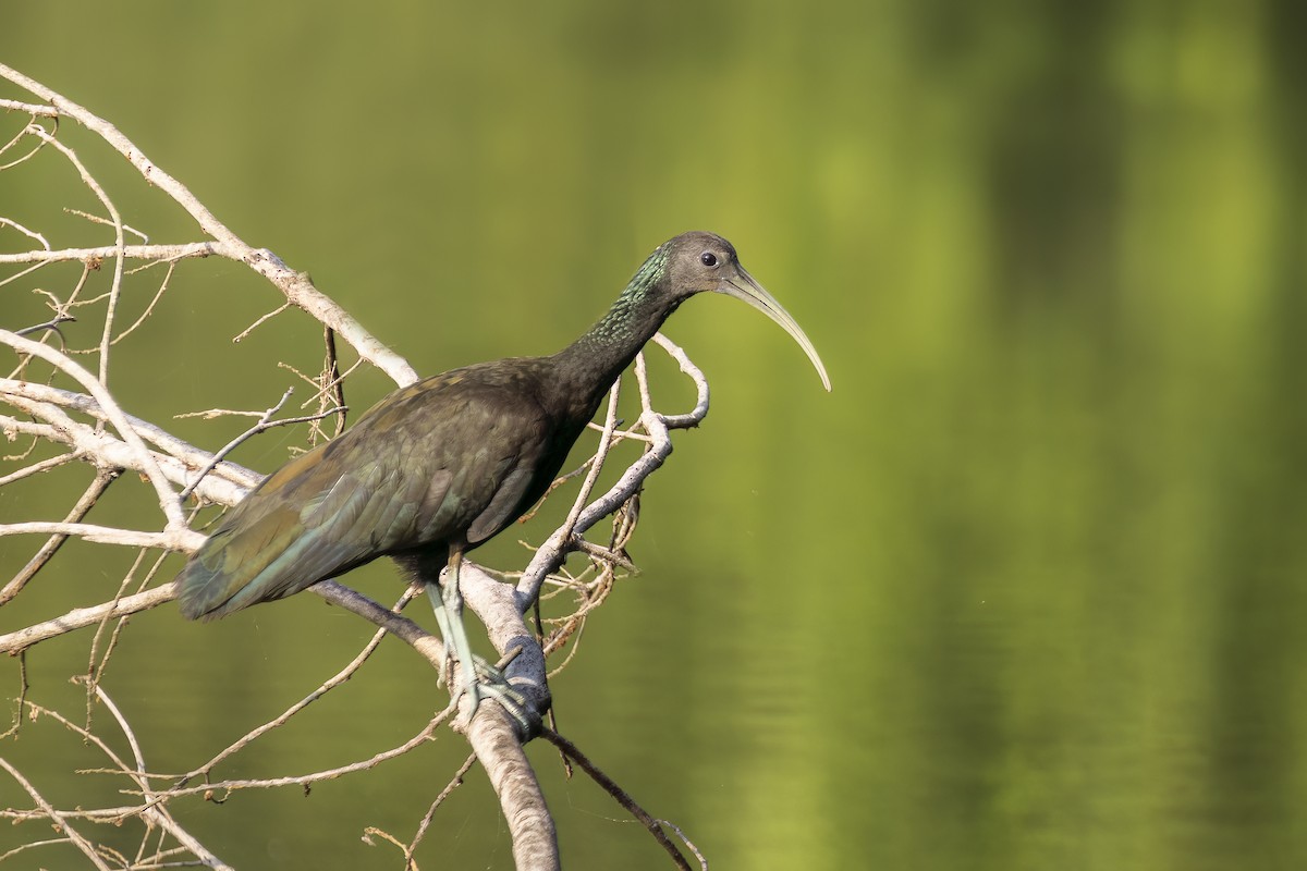 Green Ibis - ML625486356