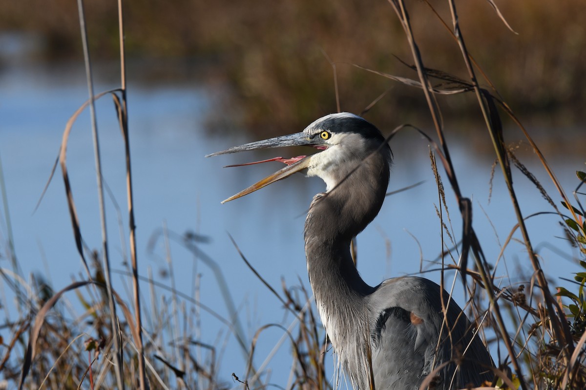 Great Blue Heron - Daniel Bailey