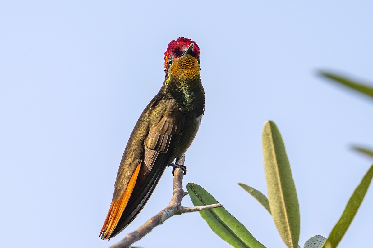 Ruby-topaz Hummingbird - ML625486411