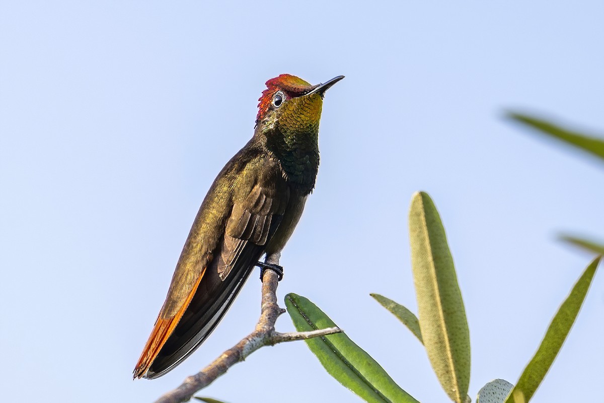 Ruby-topaz Hummingbird - ML625486412