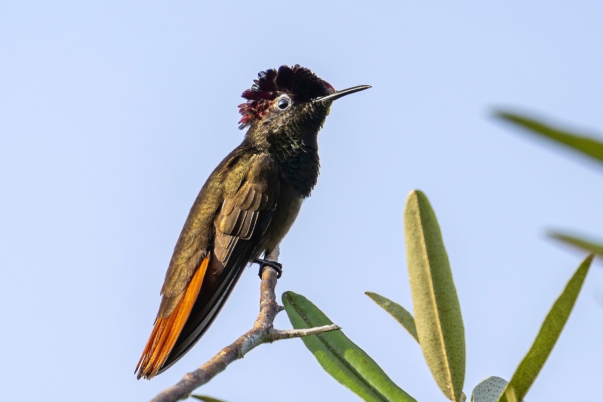 Ruby-topaz Hummingbird - ML625486413