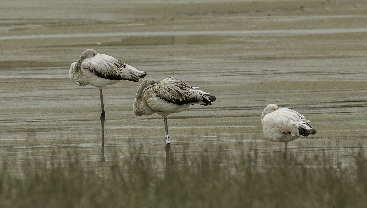 Greater Flamingo - ML625486489