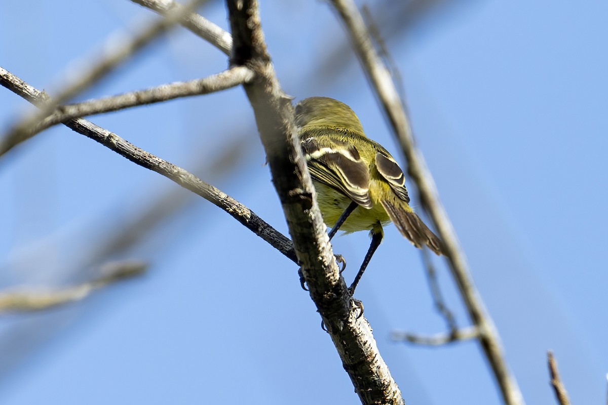 Pale-tipped Tyrannulet - ML625486547