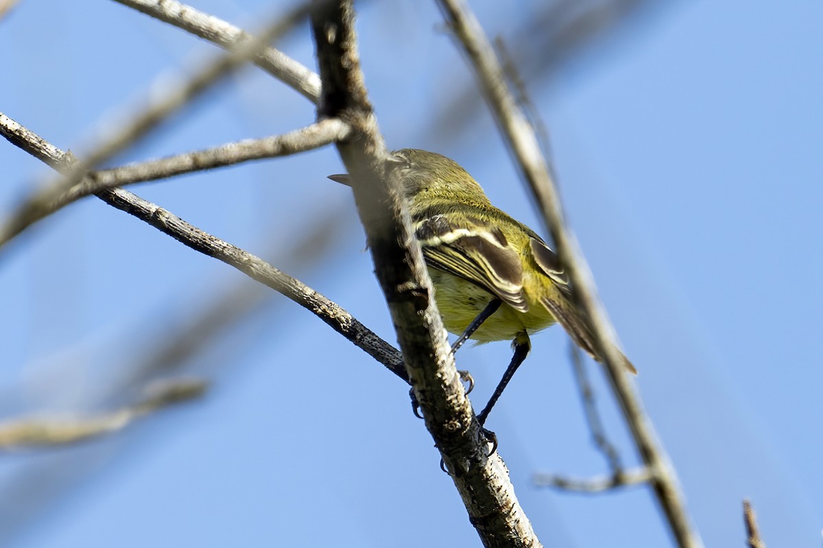 Pale-tipped Tyrannulet - ML625486548