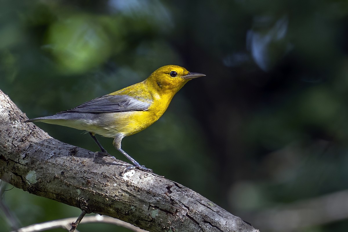 Prothonotary Warbler - ML625486564