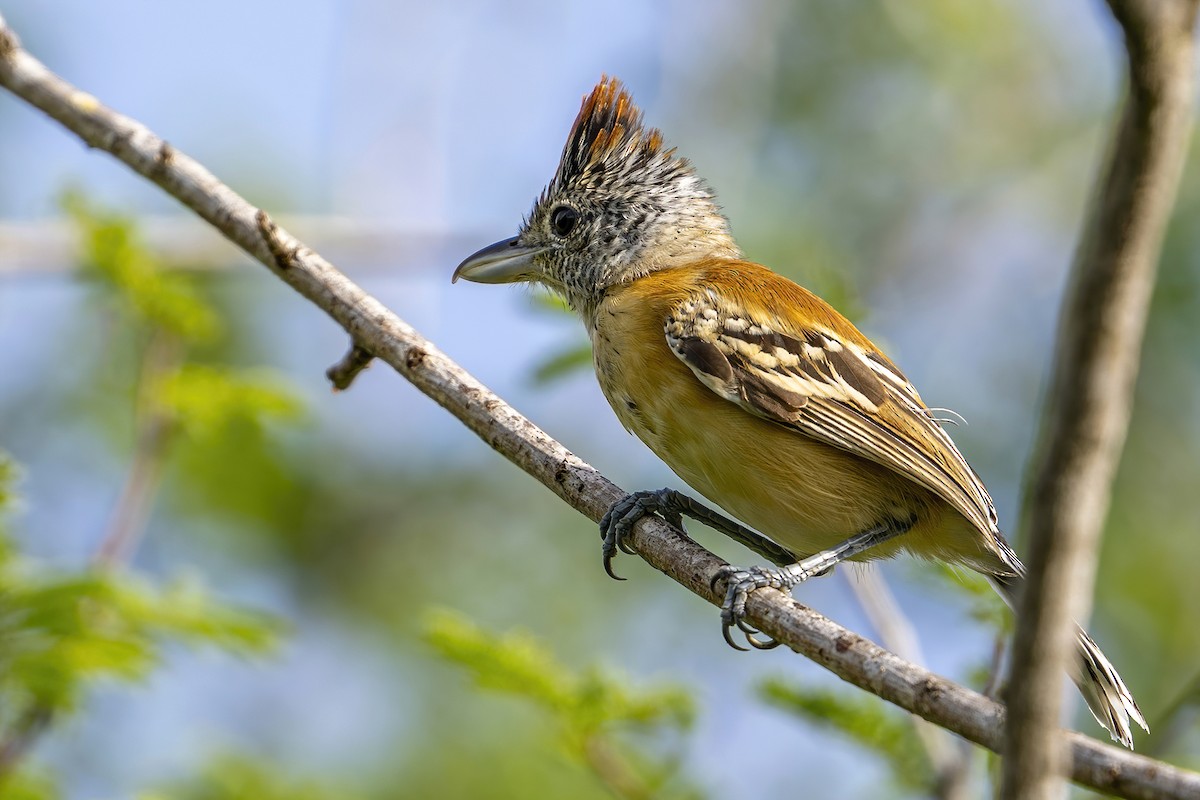 Black-crested Antshrike - ML625486570