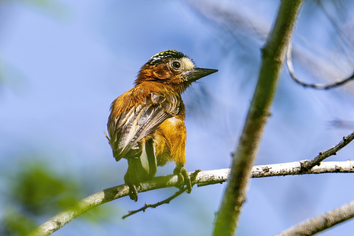 Chestnut Piculet - ML625486599