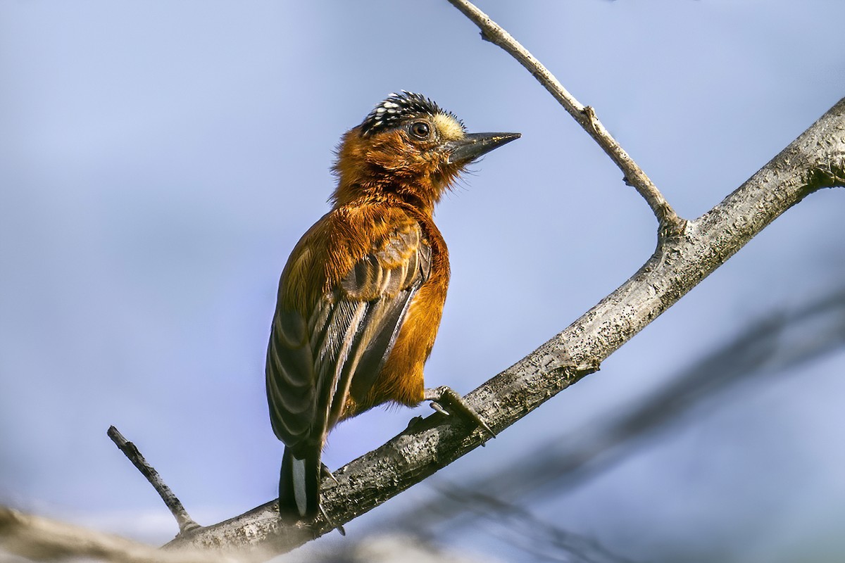 Chestnut Piculet - ML625486600