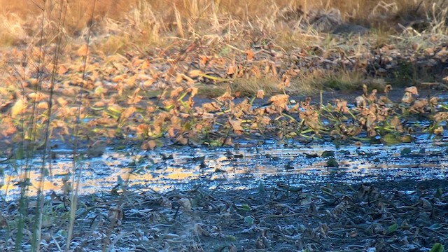 Wilson's Snipe - ML625486668