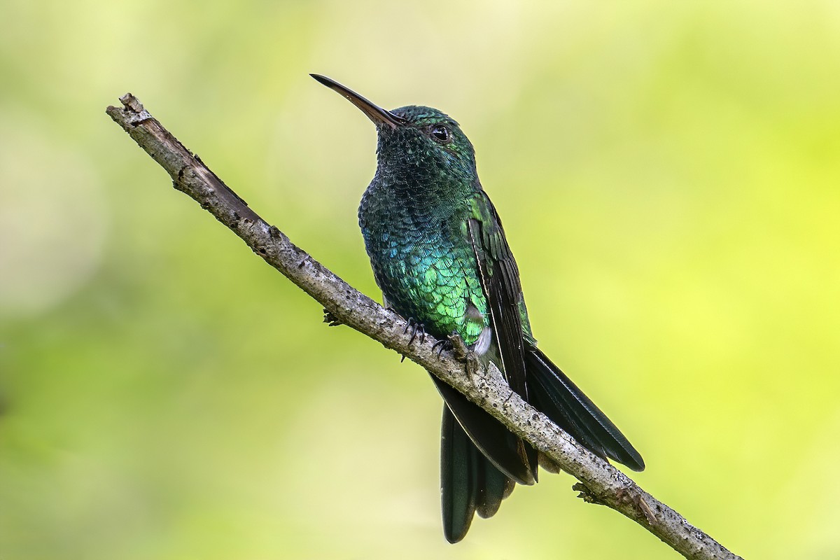 Shining-green Hummingbird - ML625486677