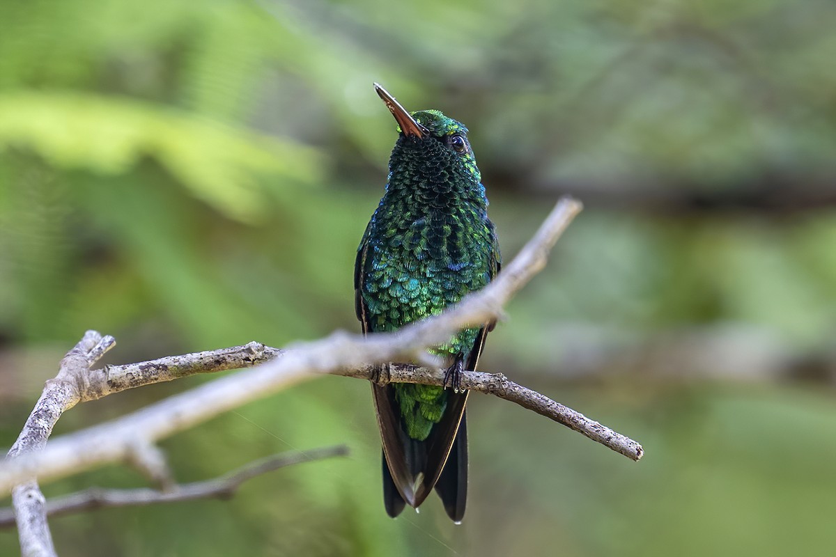 Red-billed Emerald - ML625486684