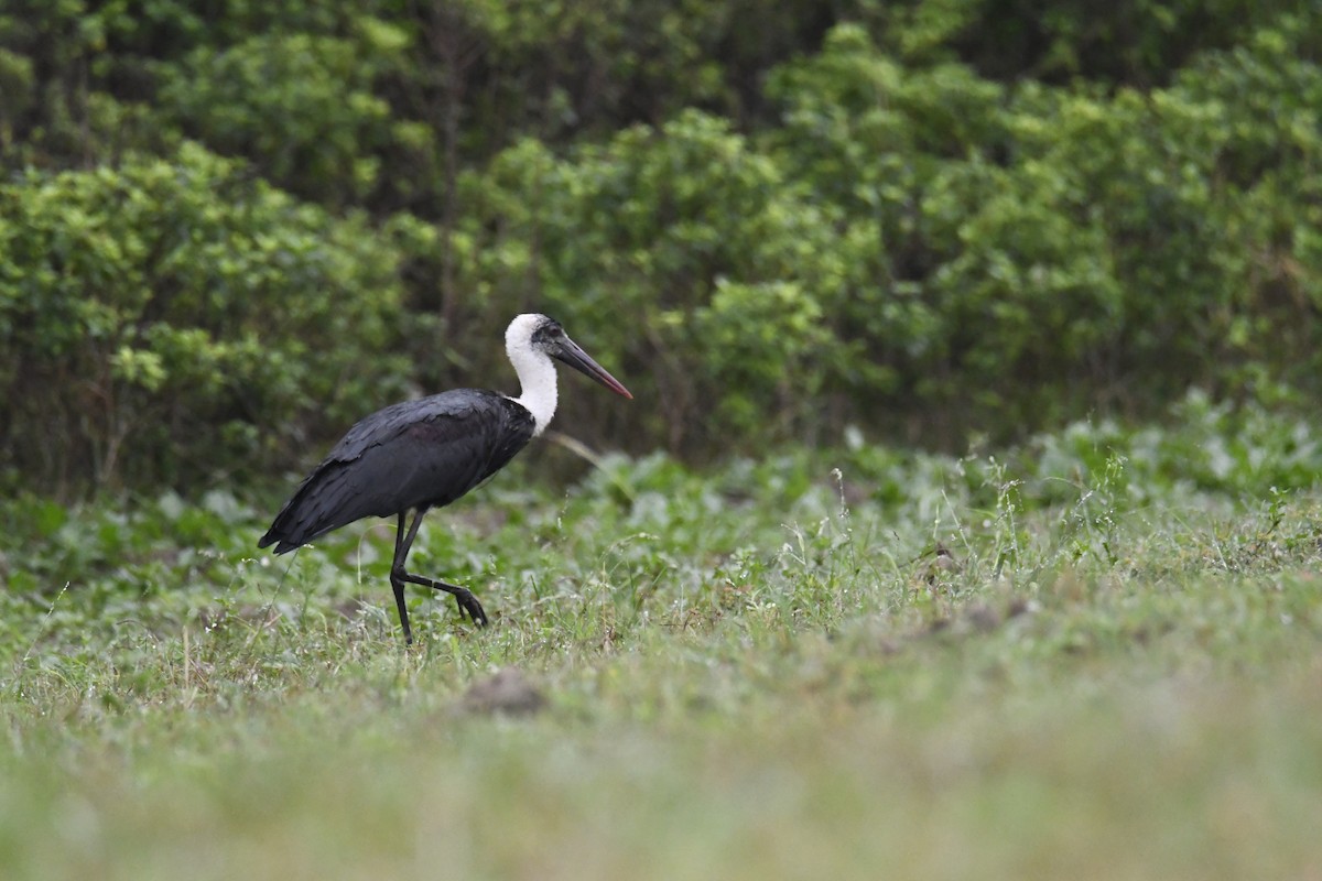 African Woolly-necked Stork - ML625486718