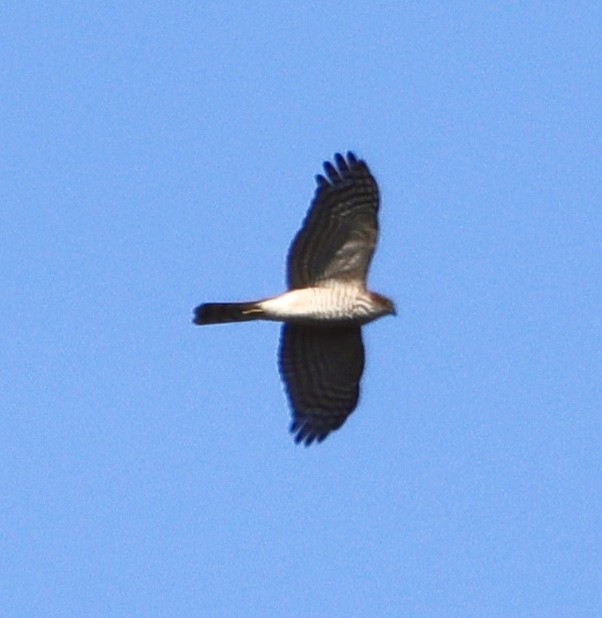 Sparviere - ML625486744