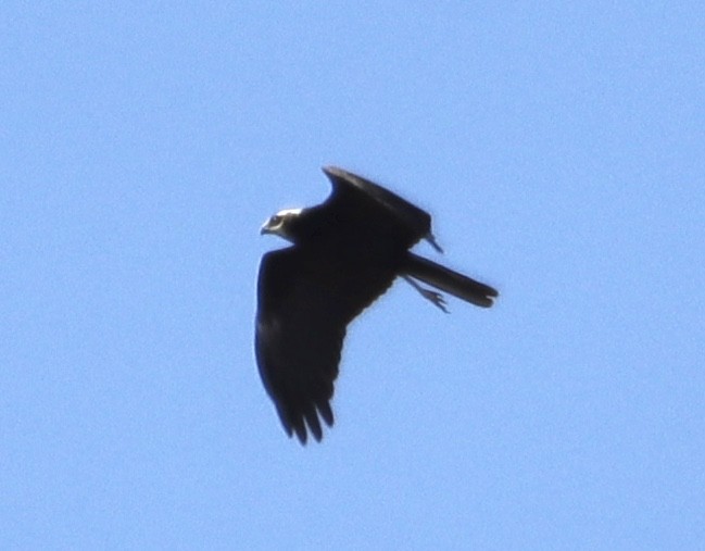 Falco di palude - ML625486752