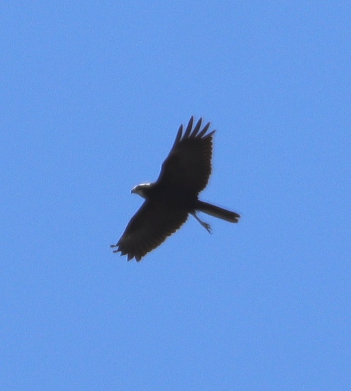 Falco di palude - ML625486753