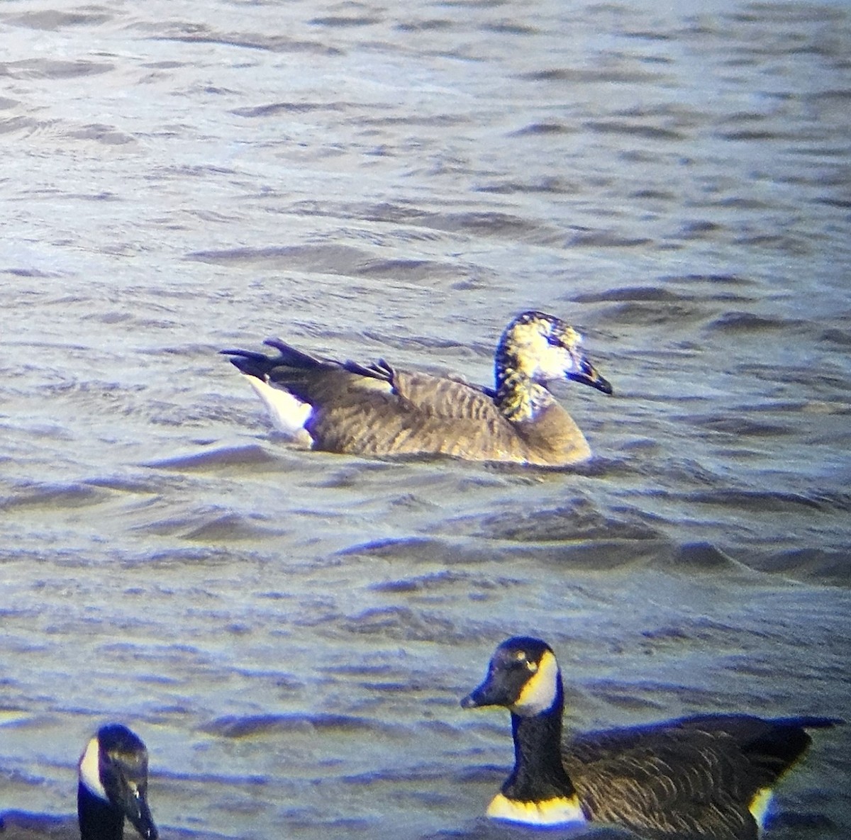 Canada Goose - ML625486827