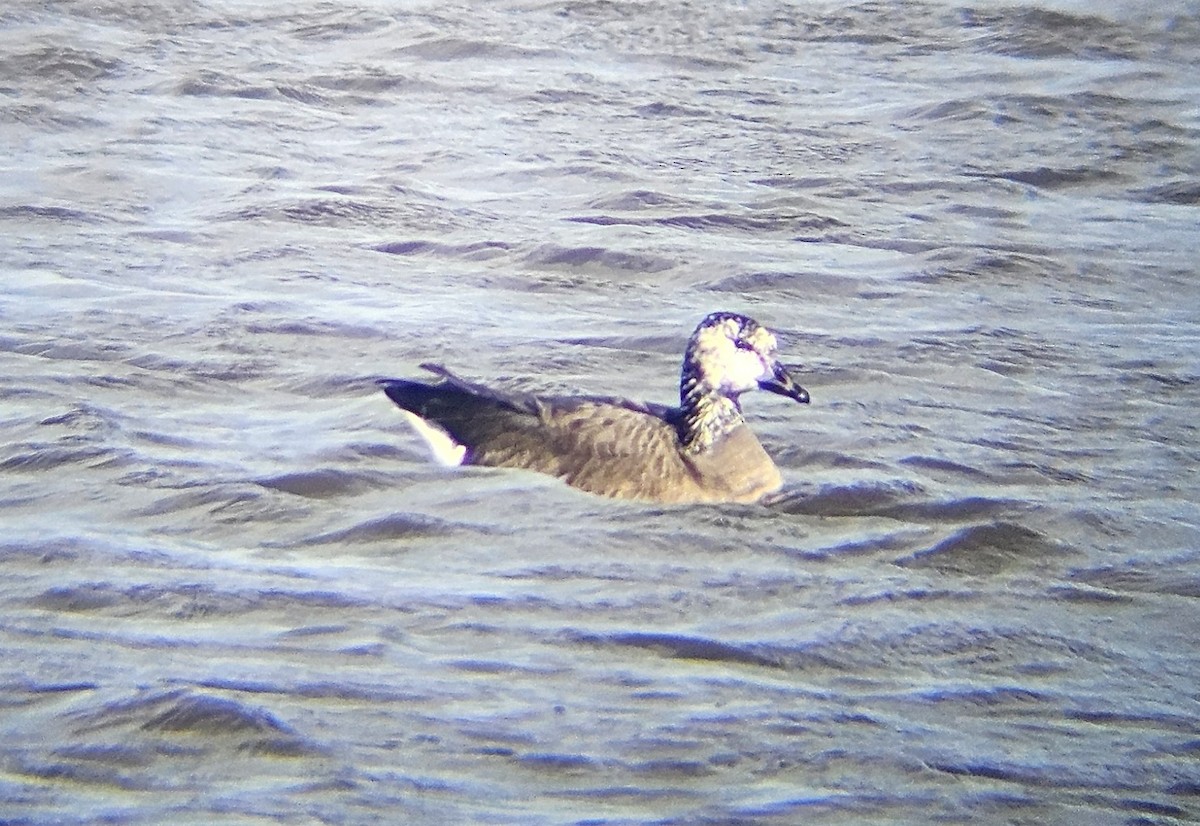 Canada Goose - ML625486828