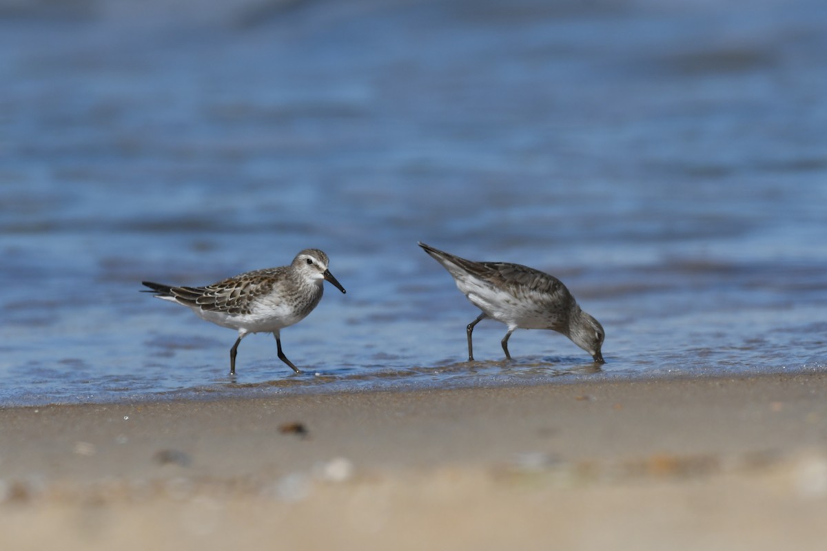 White-rumped Sandpiper - Daniel Bailey