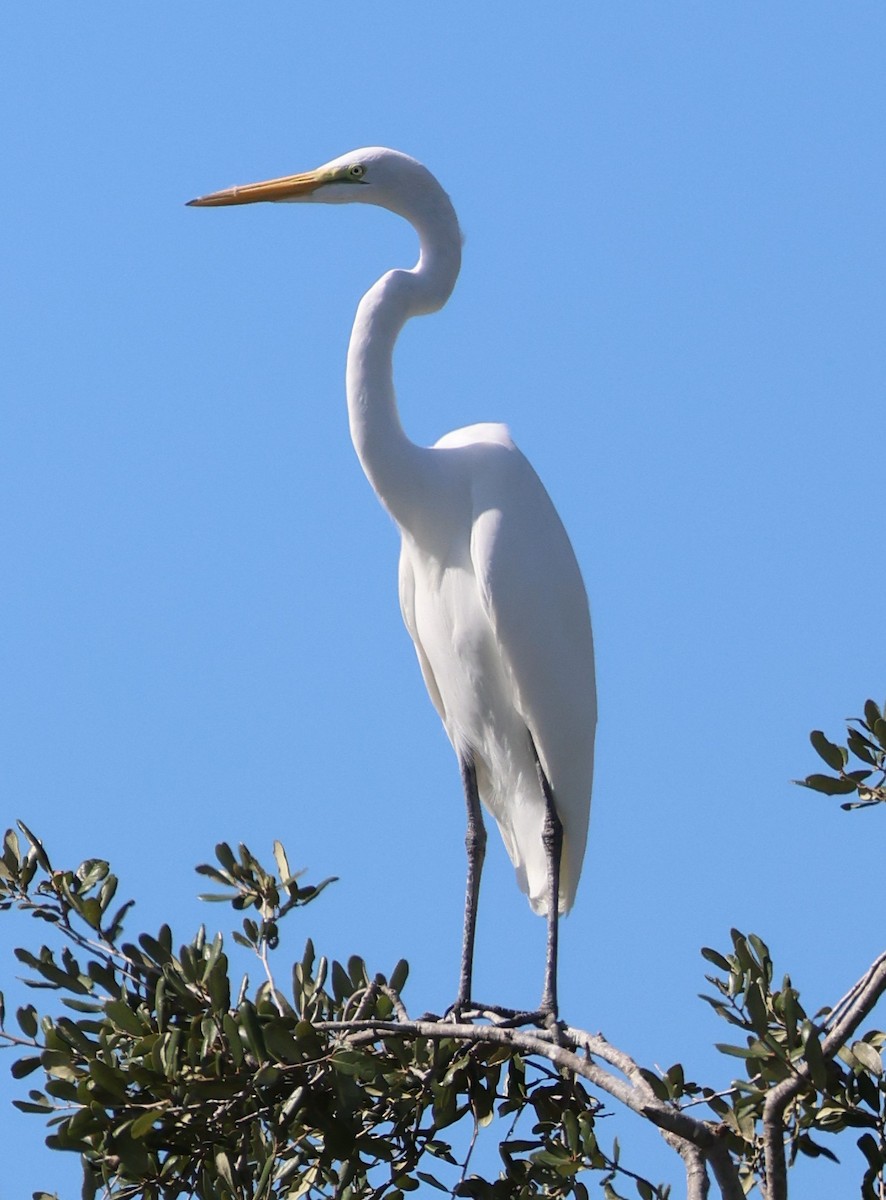 Great Egret - ML625487092