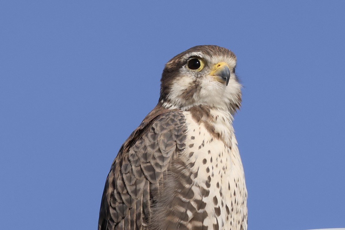 Prairie Falcon - ML625487118