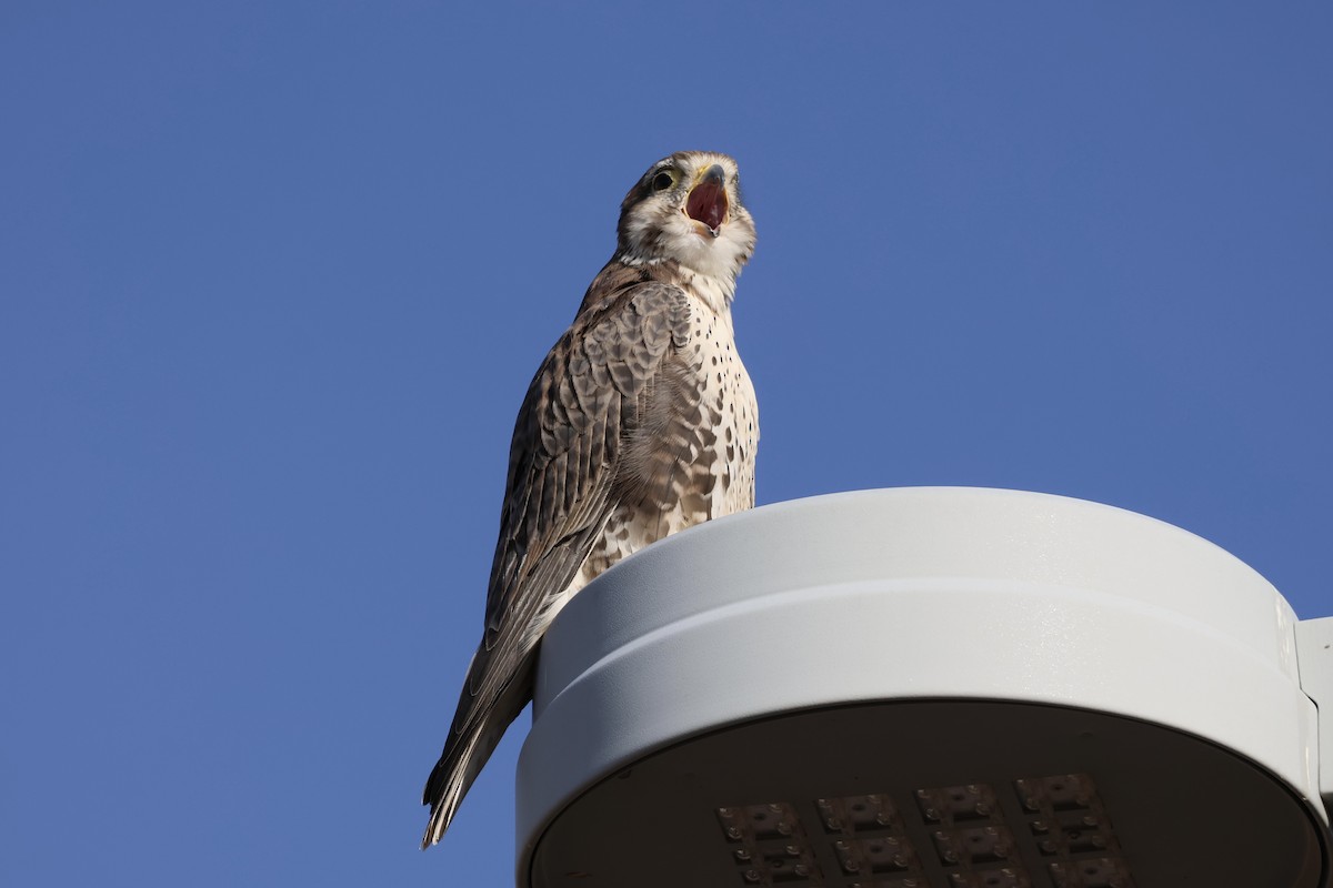 Prairie Falcon - ML625487119