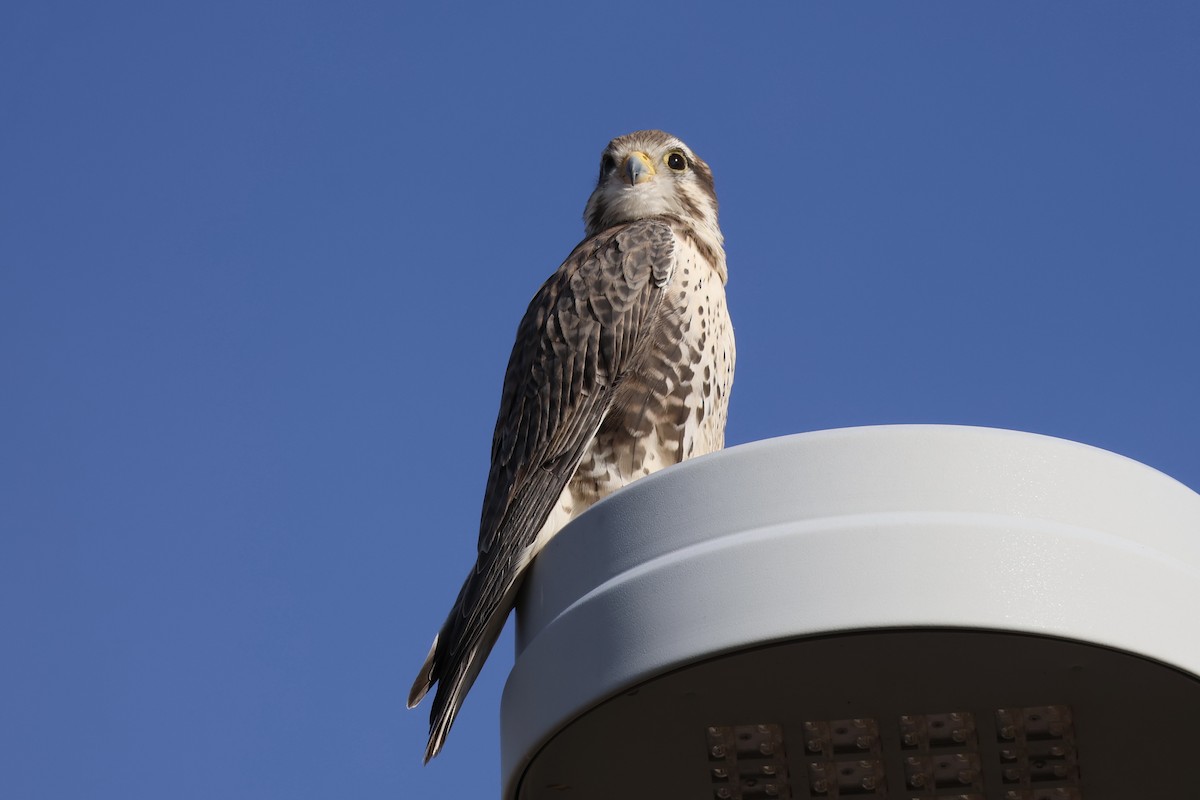 Prairie Falcon - ML625487120