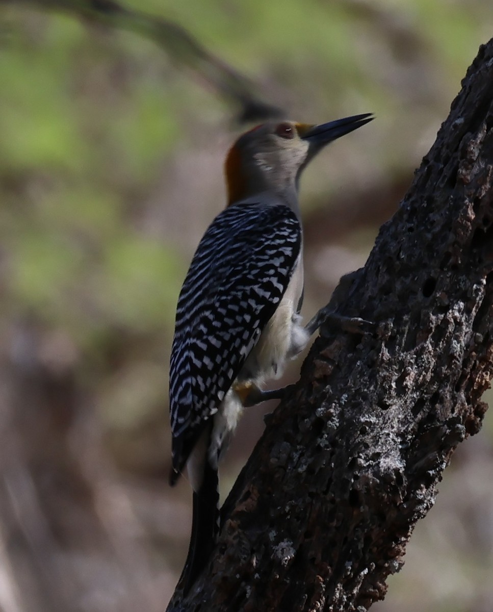 Golden-fronted Woodpecker - ML625487122