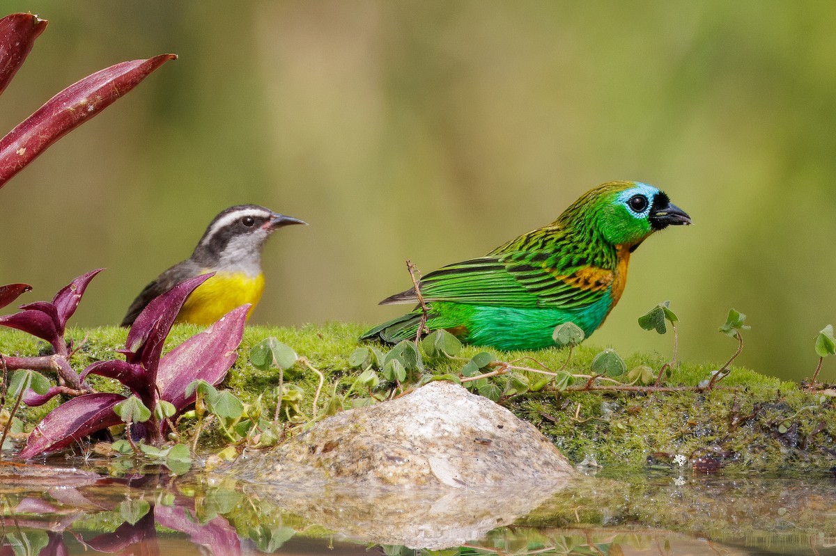 Brassy-breasted Tanager - John Hannan