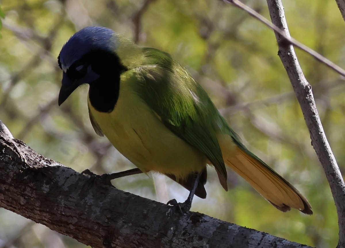 Green Jay - ML625487159