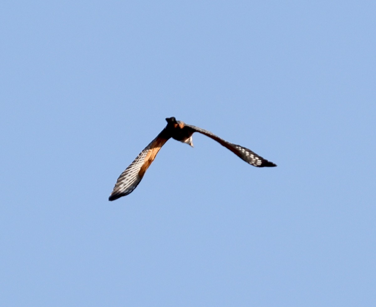 rybařík obojkový - ML625487170