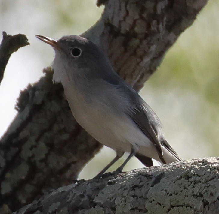 Blue-gray Gnatcatcher - ML625487182